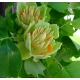 TULIPANOWIEC AMERYKAŃSKI miododajna - sadzonki 50 / 70 cm